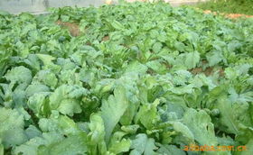 上海農慶農業科技咨詢公司 專業農業信息咨詢，助力現代農業發展